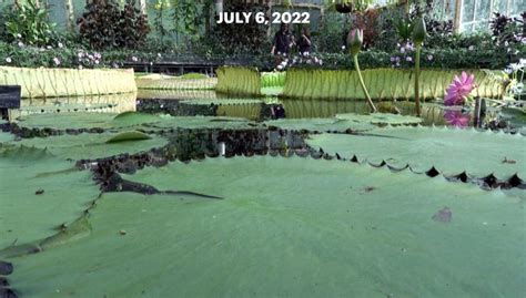Worlds Biggest Lily Pads Discovered World Watch