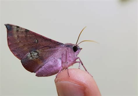 Found This Pretty Pink Bellied Moth On My Window Rtinyanimalsonfingers