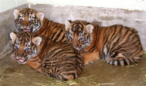 Endangered Tiger Cubs Make Debut At Utah Zoo