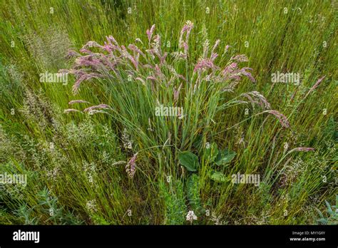 Different Grasses In A Hay Meadow Stock Photo Alamy