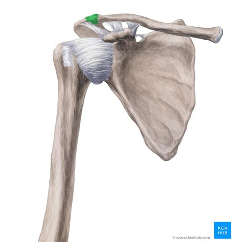 Acromioclavicular Ac Joint Anatomy Function Kenhub