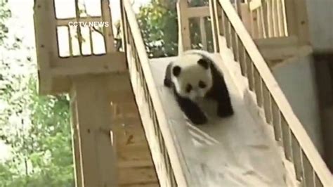 Cute Panda Video Young Cubs Play On Slide Video Abc News