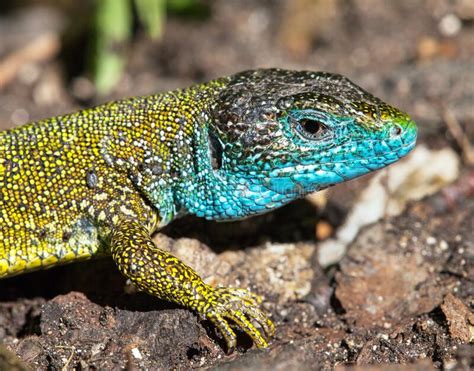 European Green Lizard In Latin Lacerta Viridis Stock Photo Image Of