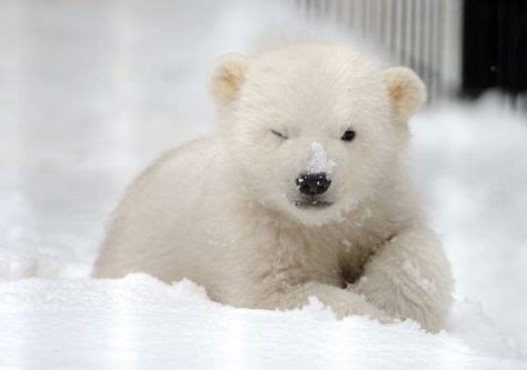 Polar Bears And Melting Ice 3 Facts That May Surprise You What We Re