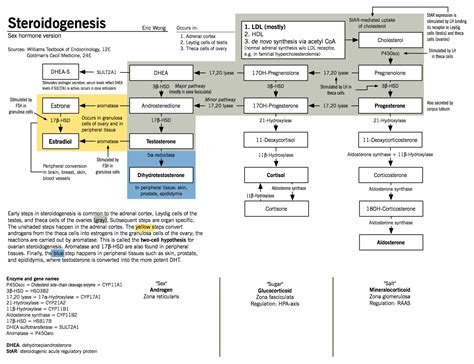 sex hormone synthesis regulation and function mcmaster pathophysiology review