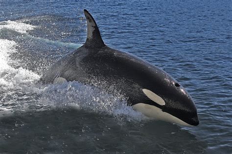 Orca Jumping Killer Whale Orcinus Bild Kaufen 70224451 Lookphotos