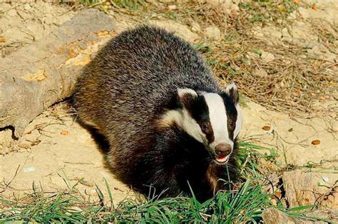 Defra Abandons Badger Cull Expansion In England Farminguk News
