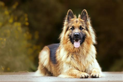 Are German Shepherds Hypoallergenic Facts And Care Tips