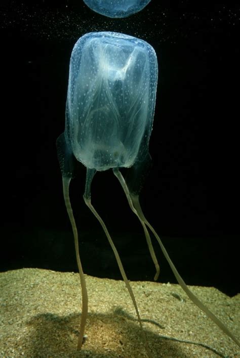 A Photographic Insight Into The World Of Jellyfish