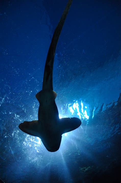 Shark Free Stock Photo Public Domain Pictures