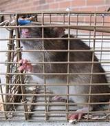 Rat Prevention In Garden Images