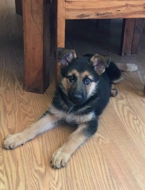 Where should my puppy sleep. 8 week old German Shepherd Puppy | Doncaster, South Yorkshire | Pets4Homes