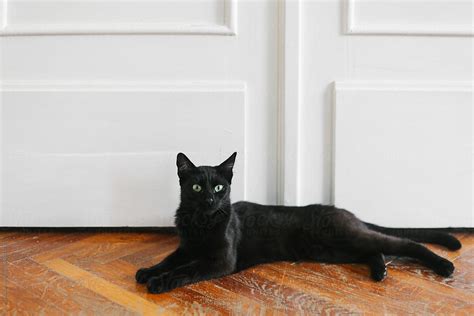 Beautiful Black Cat Laying On The Floor By Stocksy Contributor