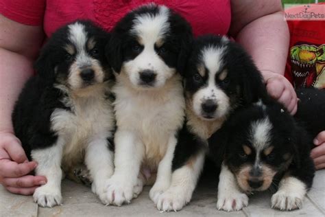 We did not find results for: Great Bernese: Bernese Mountain Dog puppy for sale near Western KY, Kentucky. | 4595e045-a7e1
