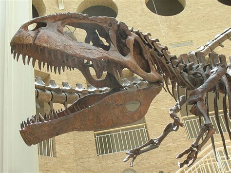 Mapusaurus Devon Dink Dino Wiki Fandom Powered By Wikia