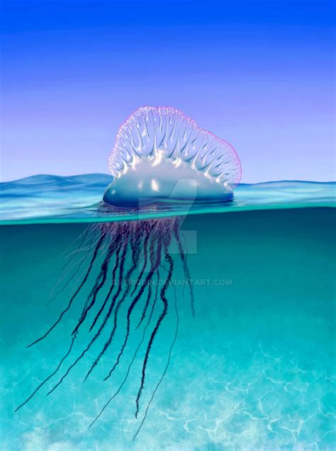 The Complete Guide To Jellyfish For Open Water Swimmers New Wave Swim