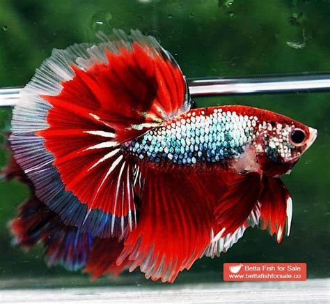 Betta Fish Ohm Fancy Red Samurai Dragon
