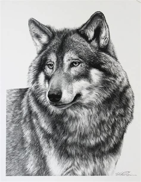 Majestic Wildlife Carbon Pencil Drawings Pencil Drawings Of Animals
