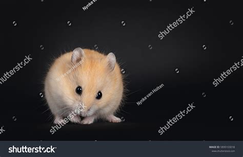 Baby Red Shy Hamster Sitting Head Stock Photo Edit Now 1899103018