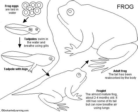 They can jump 20 times their body length. Frog Printout- Enchanted Learning Software