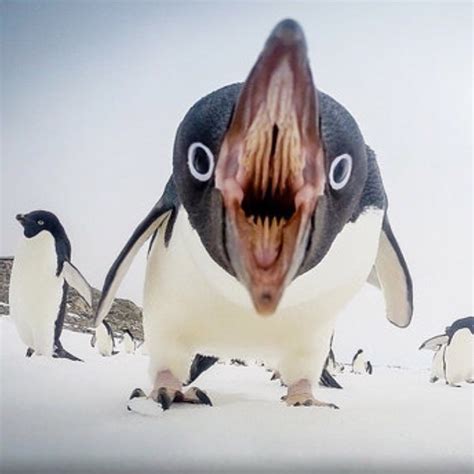 Robert A Jones On Instagram Who Knew The Inside Of A Penguin S Mouth