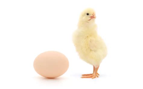 What Came First The Chicken Or The Egg Learnpoultry
