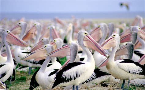 Pelican Bird Wallpapers Hd Desktop And Mobile Backgrounds
