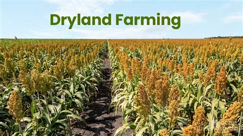 What Is Dryland Farming Know Dryland Agriculture With Its Crops
