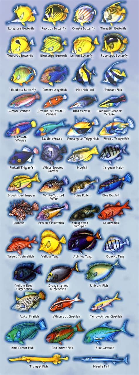 Fish Guide Maui Dreams Dive Co