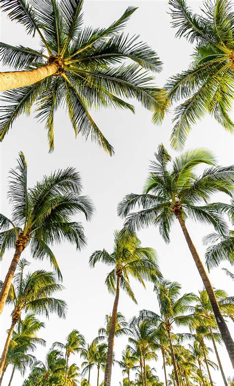 4k Free Download Palms Trees Tropical Treetops Sky Hd Phone