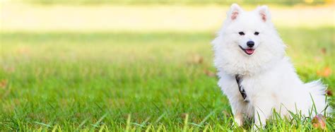 Choosing a perfect name for chinese crested dog can be a difficult process. Buddhist Dog Names | Popular Male and Female Names | Wag!