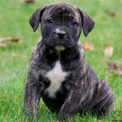This dog breed is large with a strong bone structure and well developed muscles. African Boerboel Mix Puppies for Sale | Greenfield Puppies