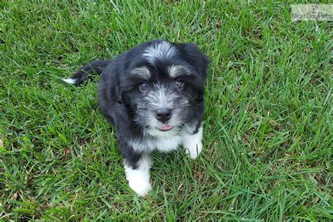 $16.00 original price $16.00 (30% off). Lowchen Puppy: Lowchen puppy for sale near Cincinnati ...