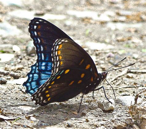 Blue And Orange Butterfly Photograph By Tisha Clinkenbeard