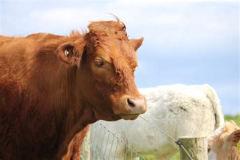 무료 이미지 아일랜드 국가 농장 포유 동물과 같은 소 동물 상 뿔 암소 염소 가족 목장 젖소 목초지 하늘