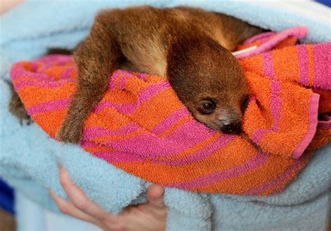 The National Aviary In Pittsburgh Gets Second Two Toed Sloth