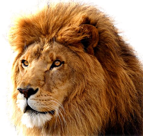 Descarga Gratuita De Fondos De Pantalla De Leónleóncabellomasai Lion