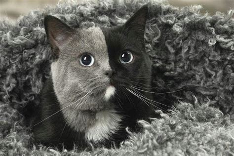 A Kitten Was Born With Two Faces But Grows Up Into The Most Beautiful