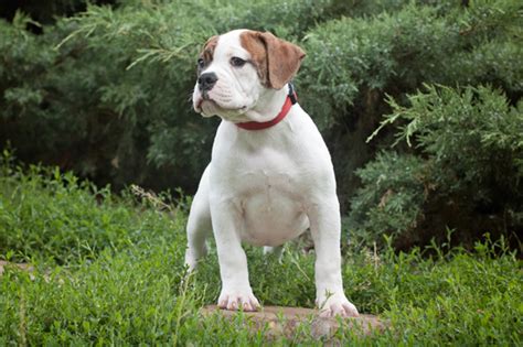 American Bulldog Puppies For Sale In Scotland Glasgow Edinburgh