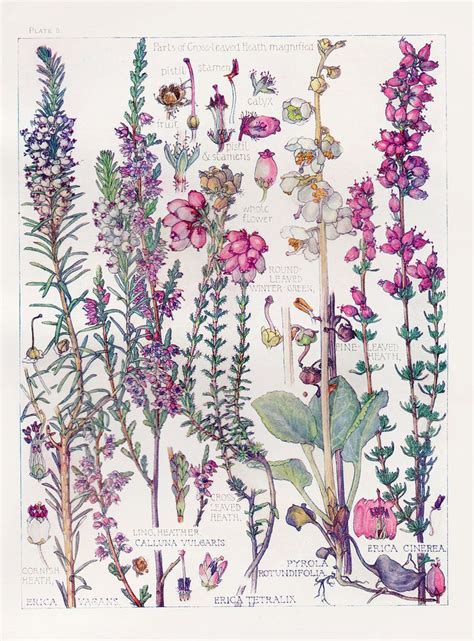 Botanical Print Heathers By Isabel Adams Watercolour British
