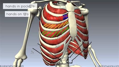 17 Best Images About Anatomy Test 3 On Pinterest Ribs Portal And 3d