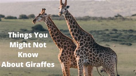 Things You Might Not Know About Giraffes Youtube