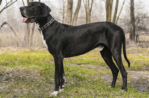 Amazing Large Dog Breeds For Dog Lover Pets Nurturing