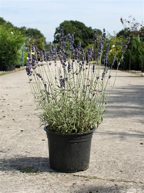 Lavender Hidcote Litre Lavender Plant