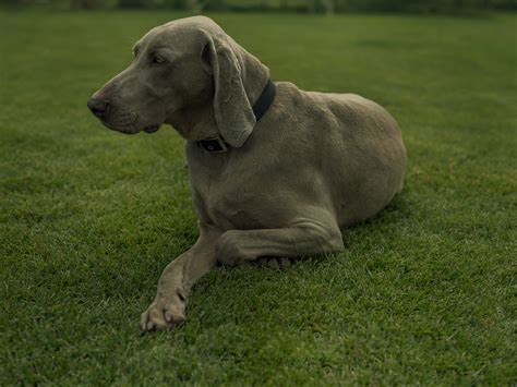 Interesting Information About The Weimaraner Breed