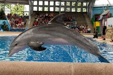 I Took A Picture Of A Dolphin At The Brookfield Zoo Pics