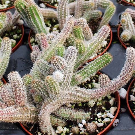 Making your own soil mixture ensures the plants receive the proper drainage necessary for healthy growth. 9 Best Trailing Succulents and Cacti in 2020 | Succulents ...