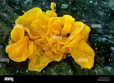 Yellow Brain Fungus Golden Jelly Fungus Yellow Trembler Witches