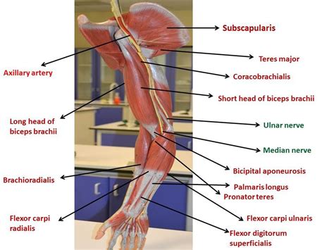 Fig3 Upper Limb Anterior View Axillary Nerve Ulnar Nerve Biceps
