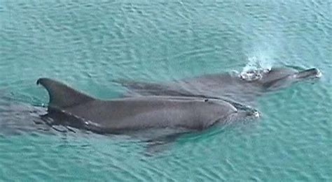 How Dolphins Breathe Pets Guide Dolphins Pets Whale